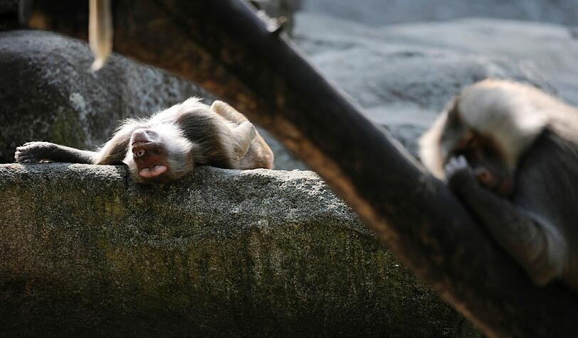 Auch die Tiere in Hellabrunn suchen den Schatten und faulenzen.