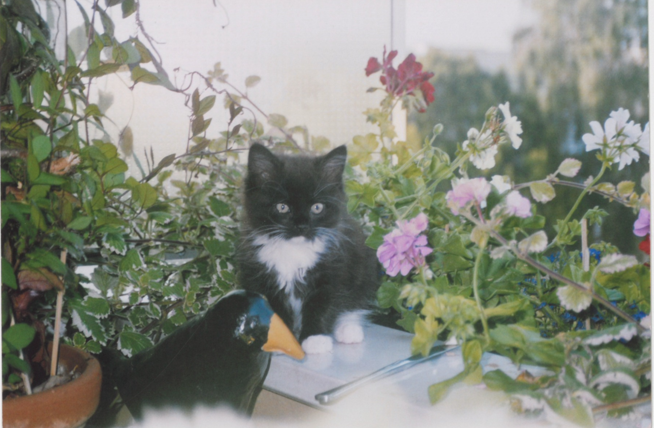 Frieda