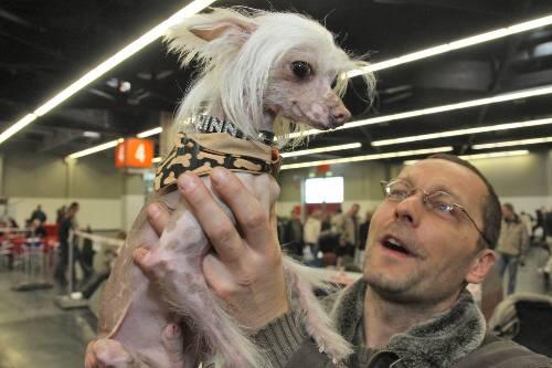 Hat kaum Haar: Schopfhund &bdquo;Winni&ldquo; mit Herrchen Uwe.