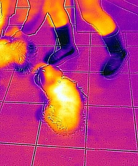 Eine Aufnahme aus der Wärmebild-Kamera: Umso heller die Farben auf dem Foto sind, desto mehr Energie wird abgegeben.
