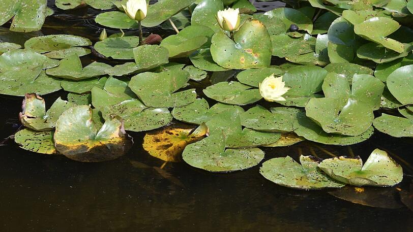 Eine 56-Jährige krachte am Sonntag mit ihrem Auto durch einen Gartenzaun und raste in den dahinterliegenden Teich. (Symbolbild)