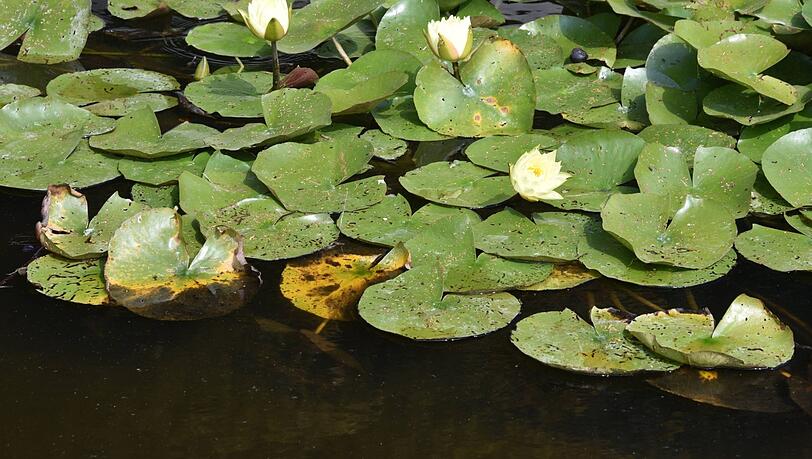 Eine 56-Jährige krachte am Sonntag mit ihrem Auto durch einen Gartenzaun und raste in den dahinterliegenden Teich. (Symbolbild) Eine 56-Jährige krachte am Sonntag mit ihrem Auto durch einen Gartenzaun und raste in den dahinterliegenden Teich. (Symbolbild)