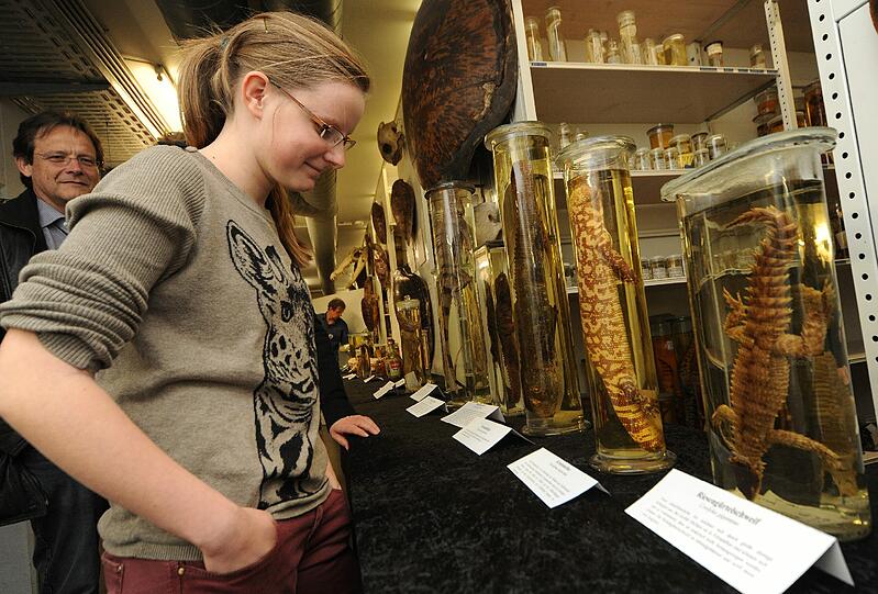 Riesengürtelschweif. Über 25.000 Exponate präsentierte die Zoologische Staatssammlung am Samstag bei ihrem Tag der Offenen Tür. Die Bilder.
