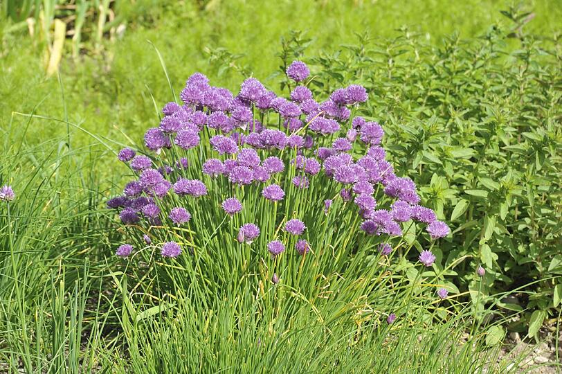 Im Botanischn Garten blüht es derzeit überall, am Pfingstwochenede gibt es außerdem reichlich Programm.