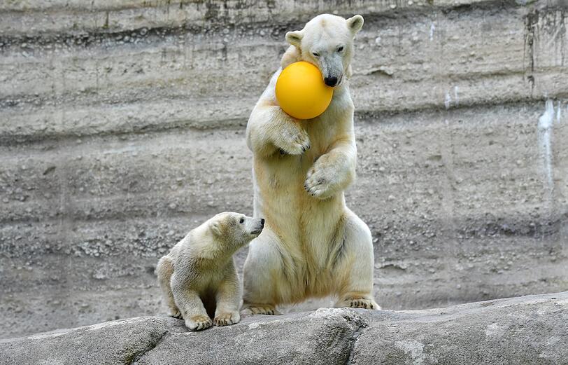 Eisbärmädchen Quintana darf ab heute in den Tiefen des Polarparks in Hellabrunn herumschnuppern.
