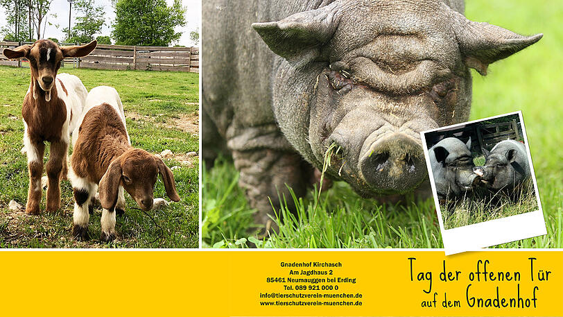 Schweine, Ziegen und Esel - Beim Tag der offenen Türe auf Gnadenhof Kirchasch geht's tierisch zu.