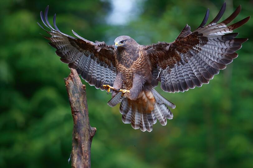 Doch egal, ob helles, mittel- oder dunkelbraunes Federkleid, die Flügelunterseite erscheint weiß gezeichnet. Der Mäusebussard ist hierzulande der am häufigsten gesichtete sowie gehörte Greifvogel. Sein heller Ruf ist charakteristisch. Doch egal, ob helles, mittel- oder dunkelbraunes Federkleid, die Flügelunterseite erscheint weiß gezeichnet. Der Mäusebussard ist hierzulande der am häufigsten gesichtete sowie gehörte Greifvogel. Sein heller Ruf ist charakteristisch.