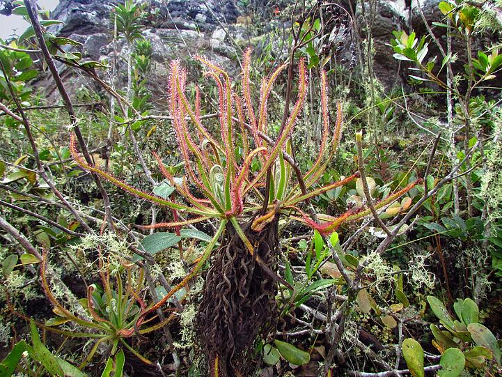 Die bis zu 123 Zentimeter große fleischfressende Sonnentau-Pflanze Drosera magnifica ist nach Angaben der Forscher die wohl erste per Facebook entdeckte neue Art. Wissenschaftler kamen der in Brasilien heimischen Pflanze durch Fotos in dem sozialen Netzwerk auf die Spur. Die Pflanze, die sich von Insekten ernährt, stellte dann gleich auch noch einen Rekord als größte der bislang bekannten rund 200 Sonnentau-Arten auf. Die Drosera magnifica wächst wohl nur auf einem einzigen rund 1500 Meter hohen Berg und gilt als gefährdet.