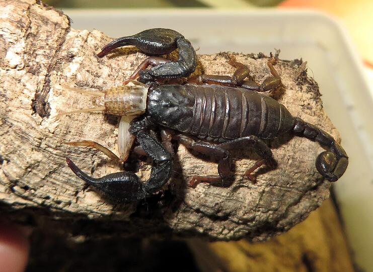 Nach dem exotischen Fund in Laim wird ein neues Zuhause für den kleinen Scorpion-King gesucht.