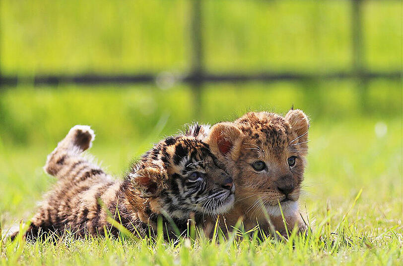 Die beiden kleinen Raubkatzen im japanischen Safari-Zoo