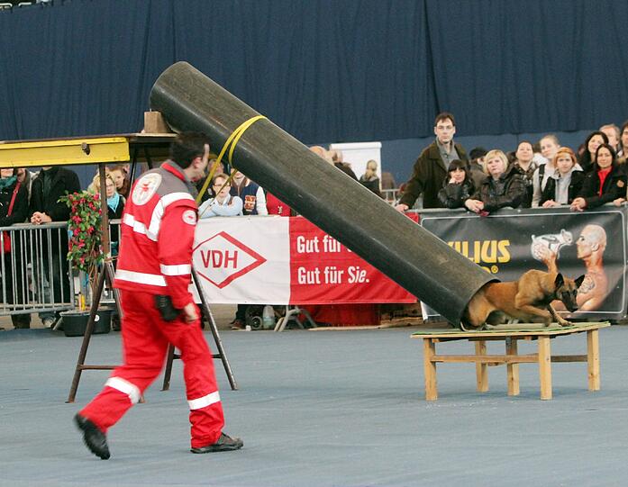 Die Rettungshunde vom Roten Kreuz zeigen stolz, was sie können.