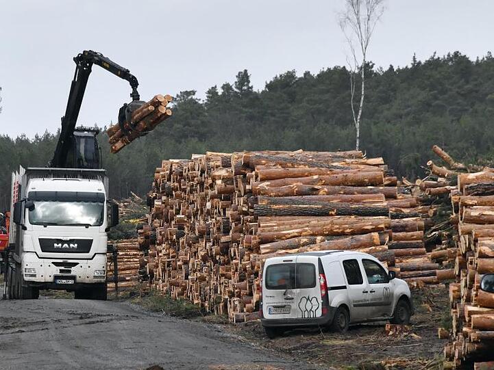 Die Rodungsarbeiten auf dem Gelände für das zukünftige Tesla-Werk haben wieder begonnen.