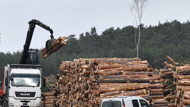 Die Rodungsarbeiten auf dem Gelände für das zukünftige Tesla-Werk haben wieder begonnen. Die Rodungsarbeiten auf dem Gelände für das zukünftige Tesla-Werk haben wieder begonnen.