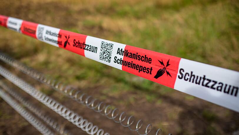 In Unterfranken gibt es vorsorgliche Maßnahmen gegen die Afrikanische Schweinepest. (Symbolbild)