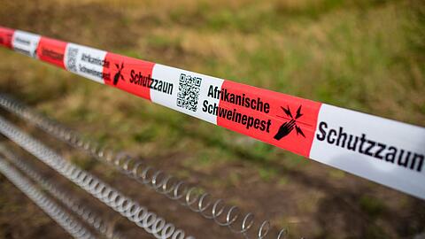In Unterfranken gibt es vorsorgliche Maßnahmen gegen die Afrikanische Schweinepest. (Symbolbild)