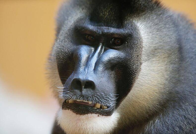 Bilder vom neuen Drill-Baby im Tierpark Hellabrunn