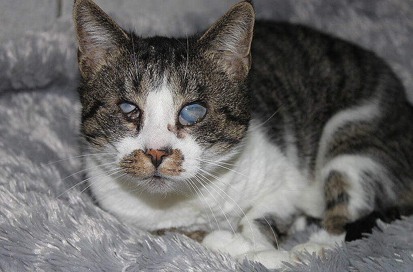 Ihr Besitzer hat nie nach ihr
gesucht: die blinde Katze Cherie.