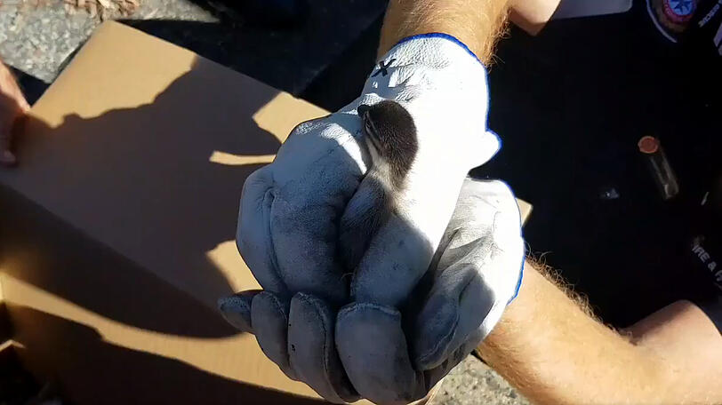 In Queensland bereiteten fünf Entenküken der Feuerwehr und ihrer Entenmama Sorgen. Sie sind in einen Gullischacht gefallen.