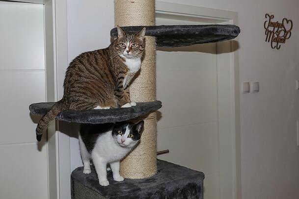 Die hübsche Nala (o.) mit Kater Miko.