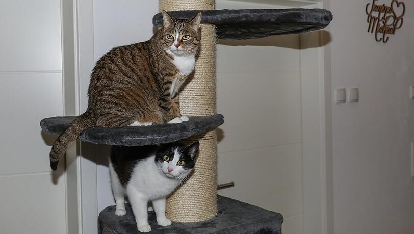 Die hübsche Nala (o.) mit Kater Miko. Die hübsche Nala (o.) mit Kater Miko.