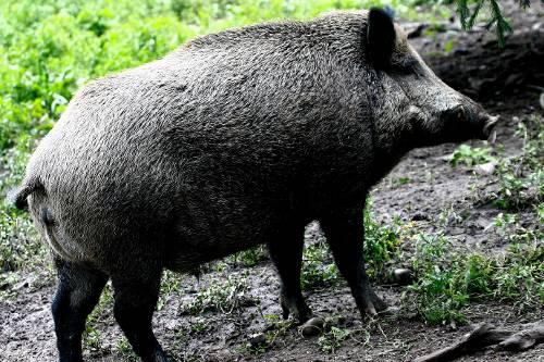 Wildschweine leben in der freien Natur. Trotzdem können sie sich in bewohnte Gebiete verirren. (Symbolbild)