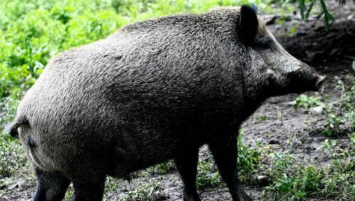 Wildschweine leben in der freien Natur. Trotzdem können sie sich in bewohnte Gebiete verirren. (Symbolbild) Wildschweine leben in der freien Natur. Trotzdem können sie sich in bewohnte Gebiete verirren. (Symbolbild)