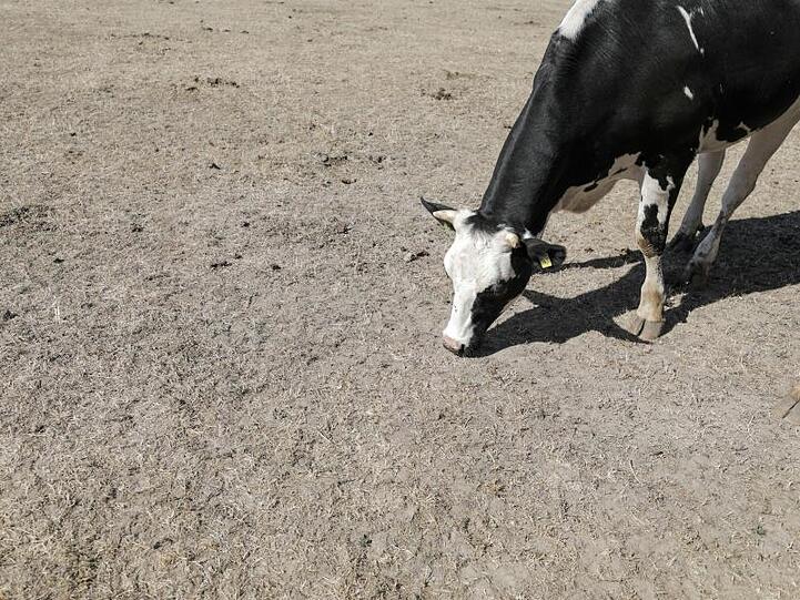 Eine Kuh versucht, auf einer vertrockneten Weide noch etwas Futter zu finden. Hitze und Trockenheit machten den Bauern im Sommer 2018 zu schaffen.