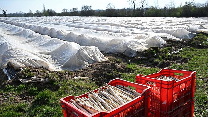 Teure Handarbeit: Spargelanbau in Deutschland. (Archivbild)