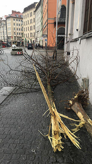 Der gefällte Baum.