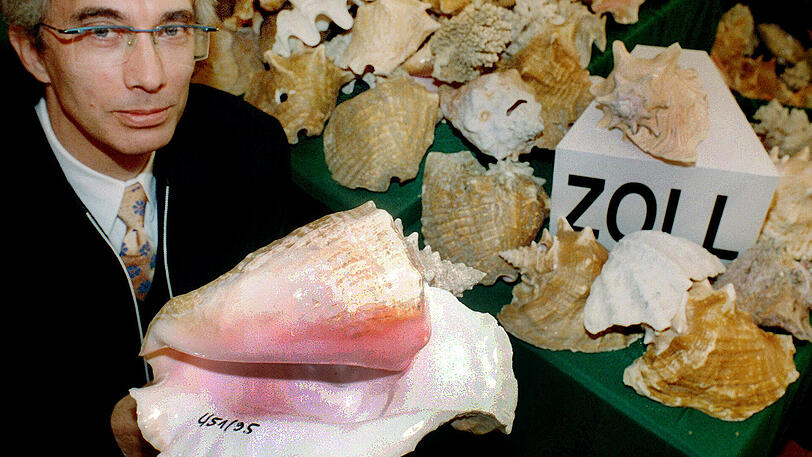 24 Gehäuse der geschützten Fechterschnecke beschlagnahmten Zöllner bei einem einzigen Reisenden im Jahr 2014.