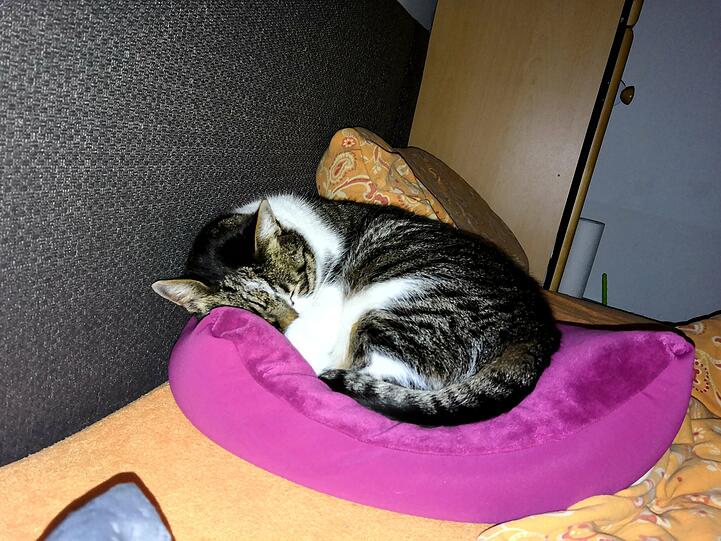 Schatzi