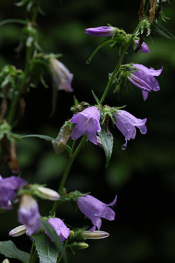 Tropfnass: Lila Glockenblumen in der Allacher Lohe.