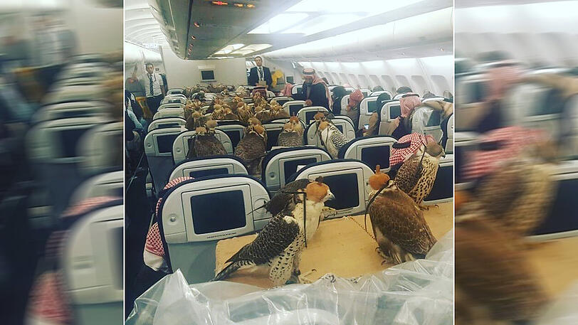 Falken im Flugzeug? Bei arabischen Fluglinien nichts ungewöhnliches.