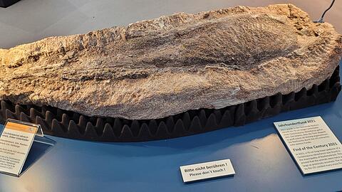 Ein Unterkieferknochen-Fossil wird derzeit in Hof ausgestellt.