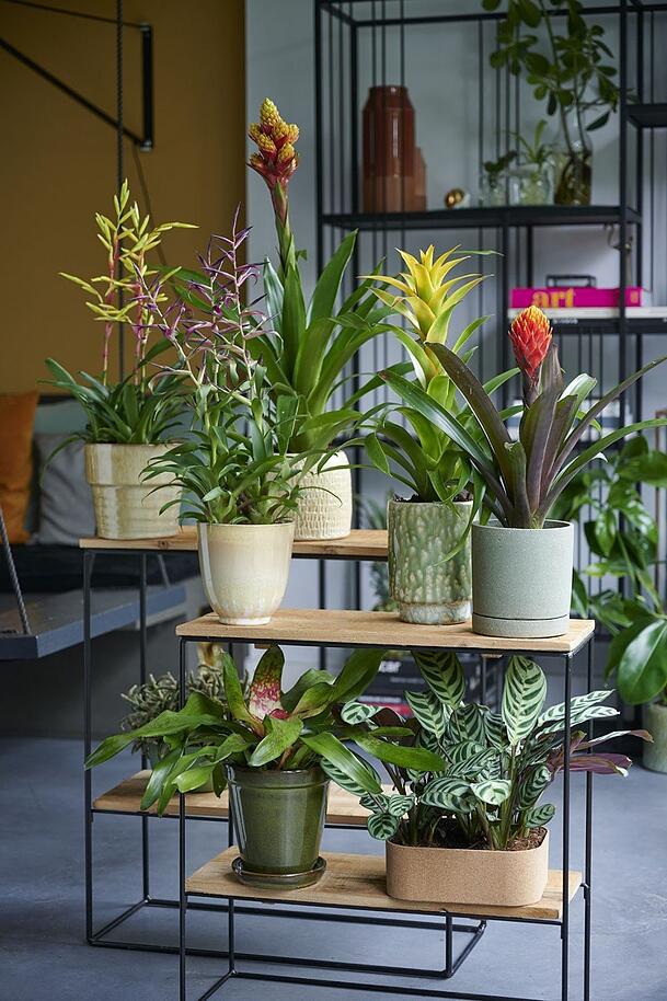 Pflanzen als Hingucker mitten im Raum sorgen für gute Laune. Doch ist ihre Blumenerde mit Schimmel befallen, ist das unter Umständen gesundheitsgefährdend. Pflanzen als Hingucker mitten im Raum sorgen für gute Laune. Doch ist ihre Blumenerde mit Schimmel befallen, ist das unter Umständen gesundheitsgefährdend.