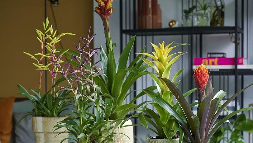 Pflanzen als Hingucker mitten im Raum sorgen für gute Laune. Doch ist ihre Blumenerde mit Schimmel befallen, ist das unter Umständen gesundheitsgefährdend. Pflanzen als Hingucker mitten im Raum sorgen für gute Laune. Doch ist ihre Blumenerde mit Schimmel befallen, ist das unter Umständen gesundheitsgefährdend.