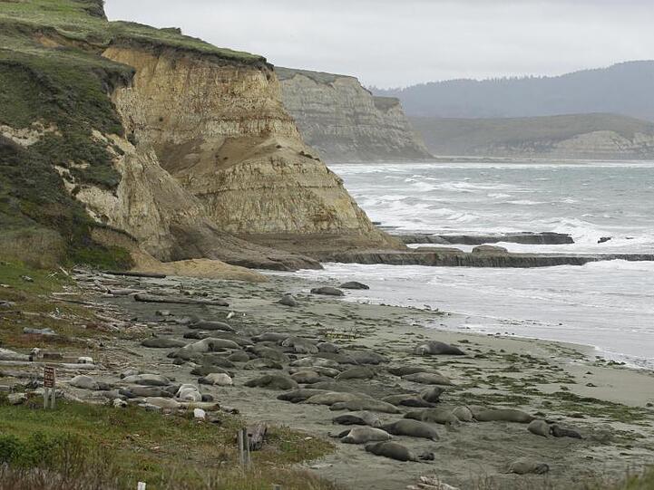 Der Strand "Drakes Beach" im nordkalifornischen Nationalpark Point Reyes. Der bei Touristen beliebte Strand wurde nach der Übernahme durch See-Elefanten für Menschen geschlossen.