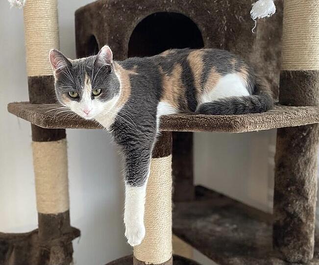 Daisy