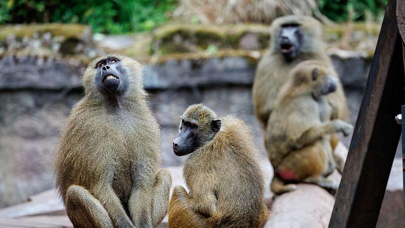 Das Pavian-Gehege ist überbelegt. Der Zoo will deshalb einige Tiere töten.