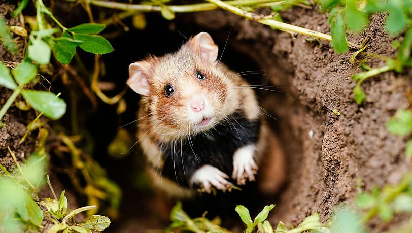 Ein Feldhamster schaut auf einer Ackerfläche aus seinem Bau - der putzig aussehende Nager mit den typischen Hamsterbacken ist vom Aussterben bedroht.