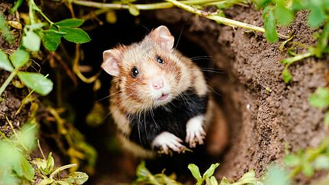 Ein Feldhamster schaut auf einer Ackerfläche aus seinem Bau - der putzig aussehende Nager mit den typischen Hamsterbacken ist vom Aussterben bedroht.