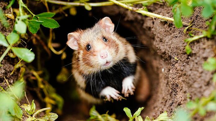 Ein Feldhamster schaut auf einer Ackerfläche aus seinem Bau - der putzig aussehende Nager mit den typischen Hamsterbacken ist vom Aussterben bedroht.
