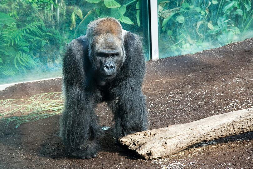 Weitere Bilder aus dem Gorilla-Gehege nach der Taufe.