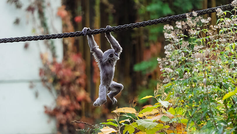 Wenn die Sonne scheint, kaum zu bremsen: Ein Silbergibbon turnt durchs Gehege.