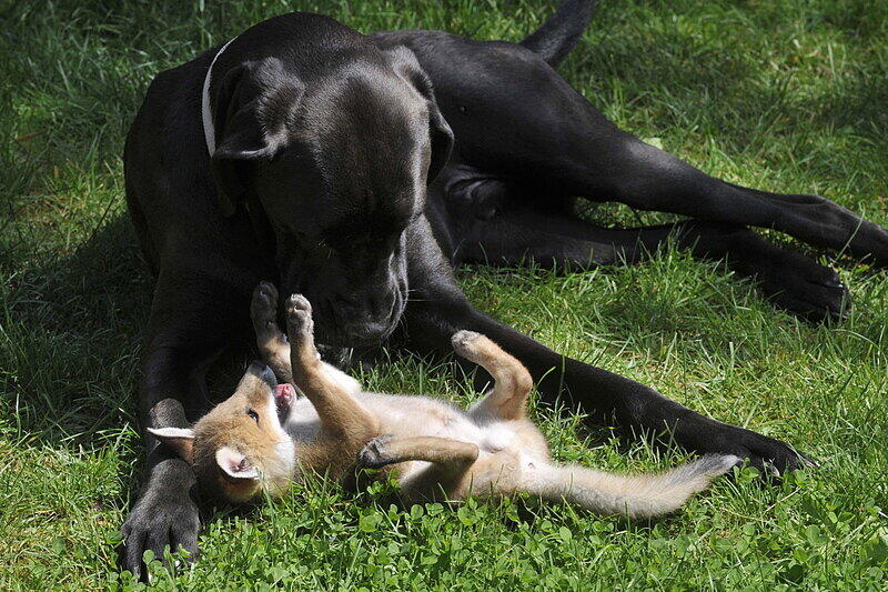Der suße Fuchs-Welpe Pixi wächst mit Hunden auf.