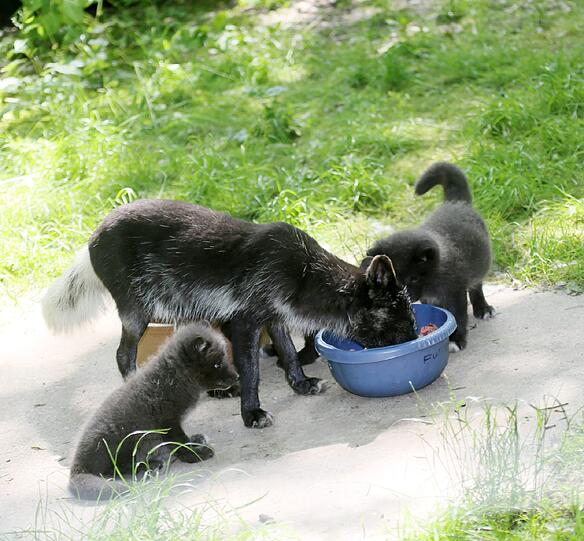 Mit ihren Zähnchen fressen die Polarfüchse schon Fleisch.