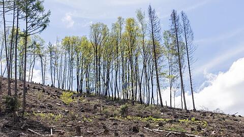 Wo einst Fichten standen, sind nur ein paar Laubbäume übrig: Stürme, heiße Sommer sowie die damit verbundene Vermehrung des Borkenkäfers machen dem Wald zu schaffen.