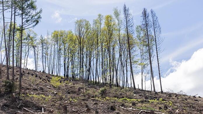 Wo einst Fichten standen, sind nur ein paar Laubbäume übrig: Stürme, heiße Sommer sowie die damit verbundene Vermehrung des Borkenkäfers machen dem Wald zu schaffen.