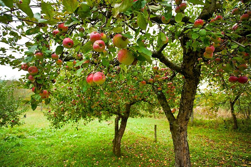 Obstbäume bringen nicht nur Laub, sondern auch Fallobst mit sich. Herabgefallene Früchte locken Wespen an, faulen schnell und hinterlassen unschöne Flecken. Deshalb ist es wichtig, sie regelmäßig aufzusammeln. So schön es sein mag, frische Bio-Äpfel, -Birnen oder -Zwetschgen vom eignen Baum beziehen zu können, so lästig sind faulige Früchte, die im Garten herumliegen. Obstbäume bringen nicht nur Laub, sondern auch Fallobst mit sich. Herabgefallene Früchte locken Wespen an, faulen schnell und hinterlassen unschöne Flecken. Deshalb ist es wichtig, sie regelmäßig aufzusammeln. So schön es sein mag, frische Bio-Äpfel, -Birnen oder -Zwetschgen vom eignen Baum beziehen zu können, so lästig sind faulige Früchte, die im Garten herumliegen.