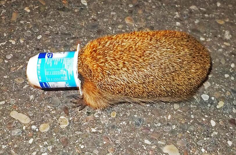 Zu tief in den Joghurtbecher geschaut: In eine brenzlige Situation brachte sich dieser Igel in Offenburg.